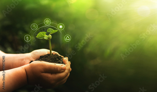 Hands protecting green plant on sunny background. Environment and ecology concept. Sources for renewable, sustainable development.