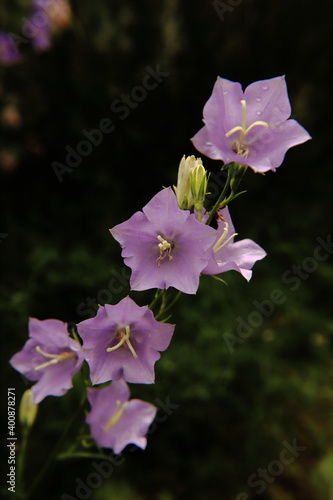 Flowers of Campanula are bell-shaped