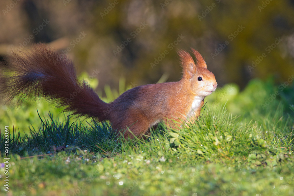 Red squirrel in a garden in Baden-Württemberg, Germany Red squirrel in a garden in Baden-Württemberg, Germany