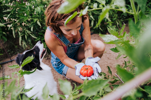 Mid adult woman with border collie holding tomato while working in vegetable garden photo