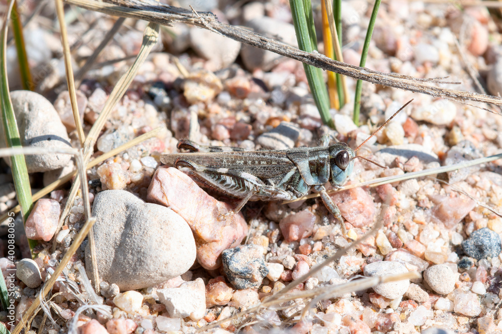 A Colorful Migratory Grasshopper (Melanoplus sanguinipes) Perched on Rocks in Colorado