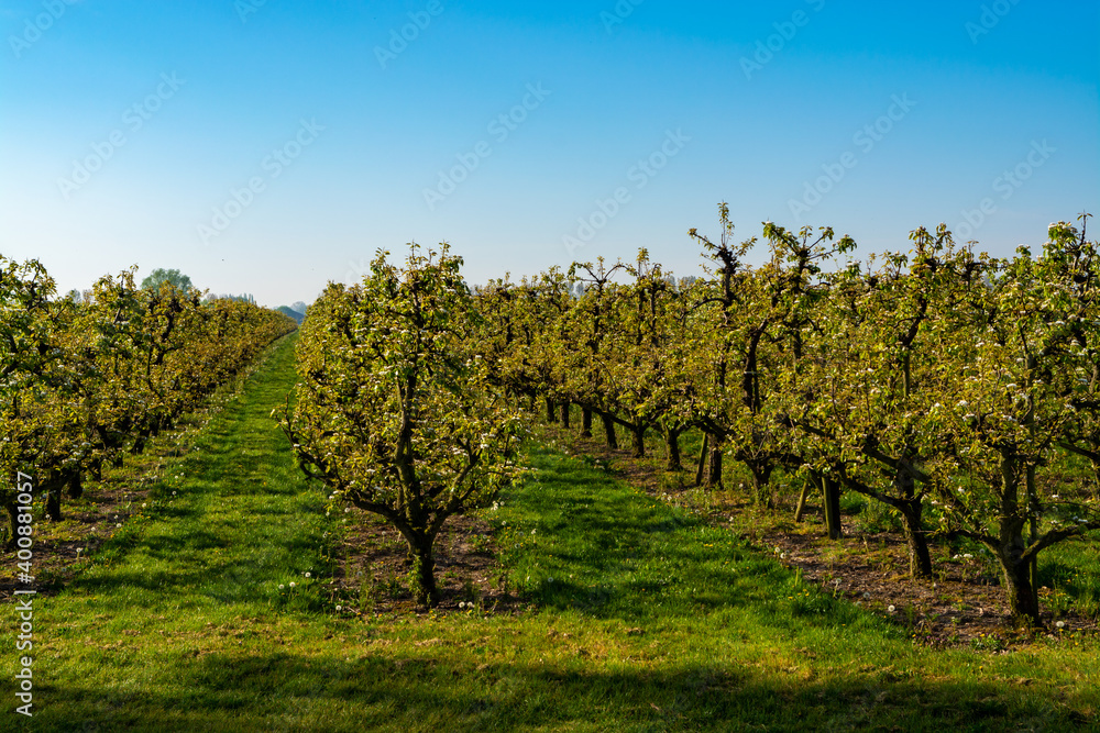 Fototapeta premium Rows with plum or pear trees with white blossom in springtime in farm orchards, Betuwe, Netherlands