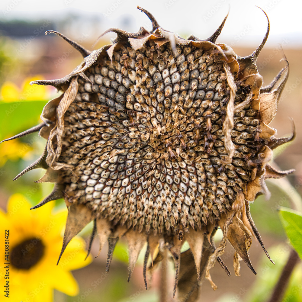 Sonnenblume verblüht