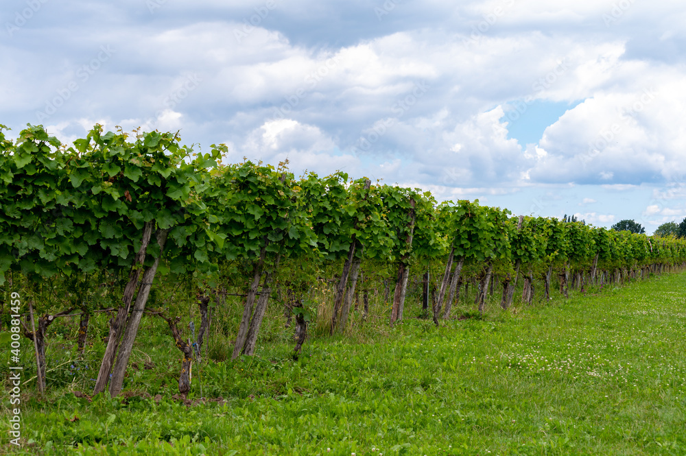 Summertime on Dutch vineyard, young green grapes hanging and ripening on grape plants