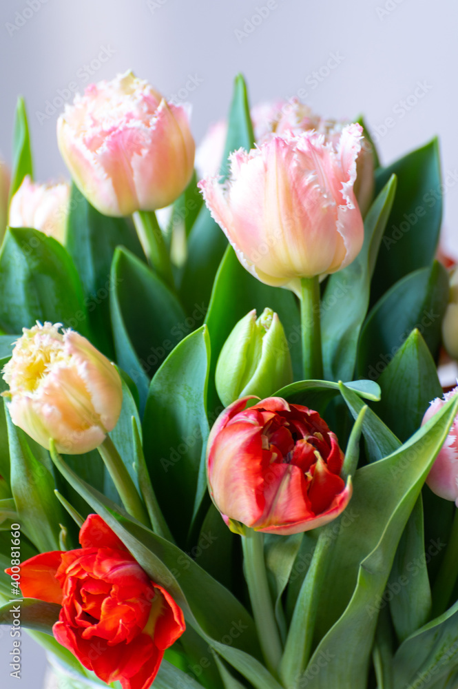 Fototapeta premium Spring bouquet with licht pink fresh garden tulips