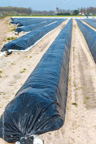 White asparagus fields with soil beds covered with plastic film in spring