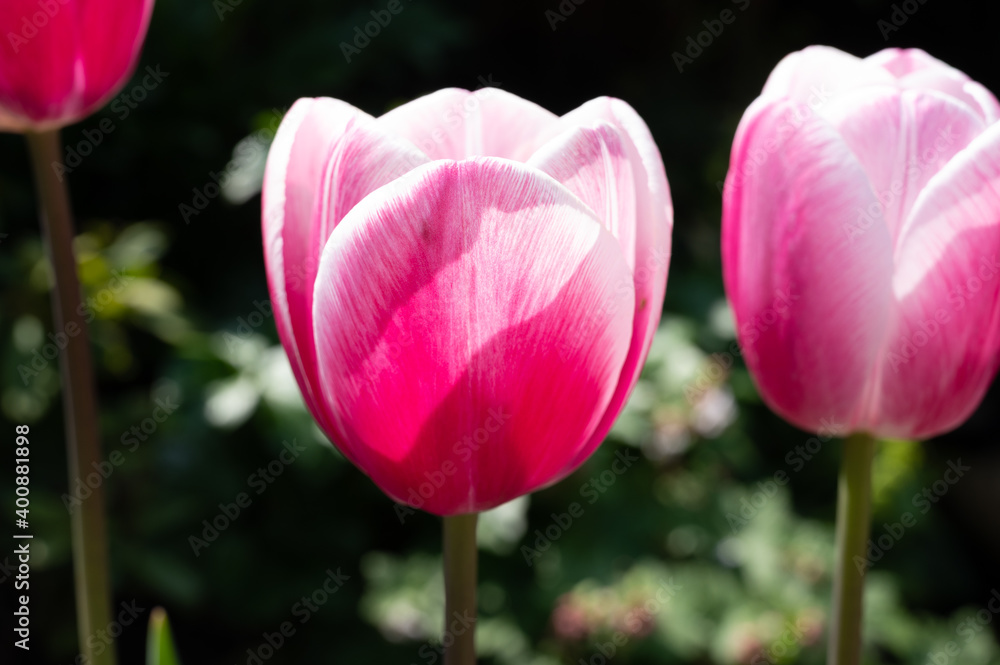Big pink tulips flowers growing in sunny garden Big pink tulips flowers growing in sunny garden
