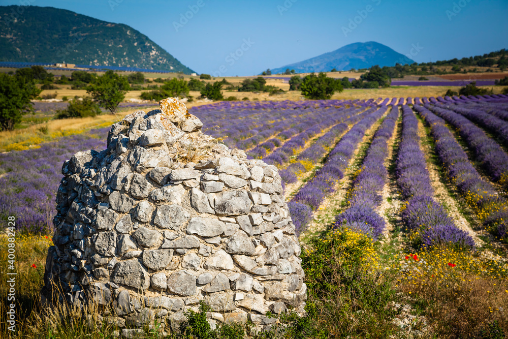 Old borie, shepherd hut in a blooming lavender field in Provence, France