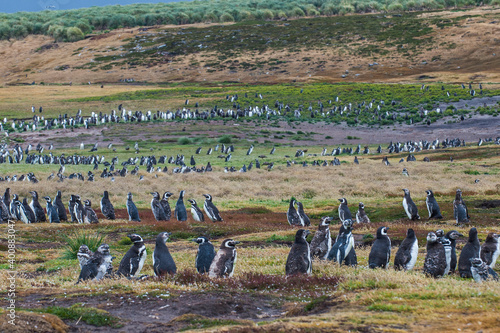 UK, Falkland Islands, Magellanic penguin (Spheniscus magellanicus) colony on Carcass Island