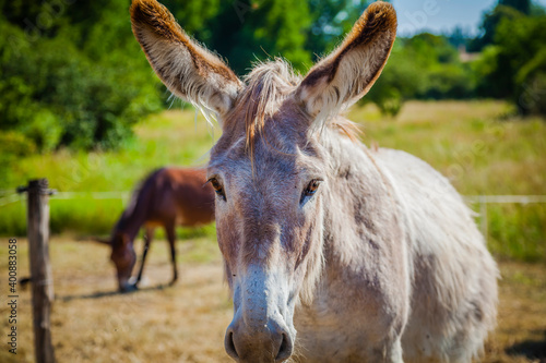 Donkeys in a sanctuary in Provence, France © hardyuno