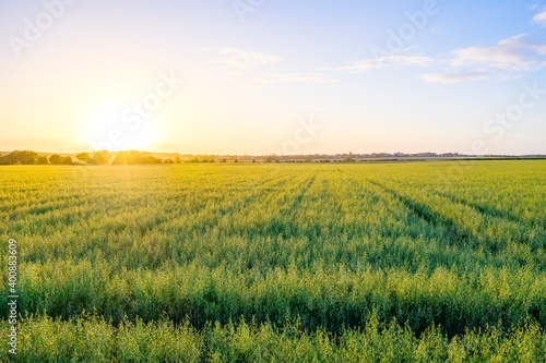 Vast green oat (Avena Sativa) field at summer sunset