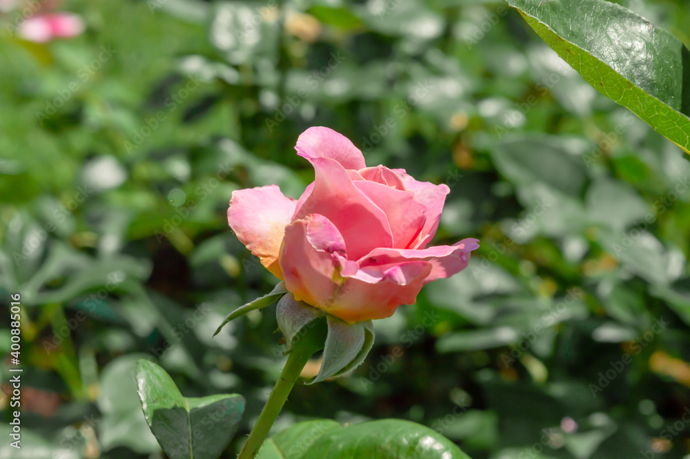 Rose Belle Symphonie Pink Rose bud in the park garden close up view Rose Belle Symphonie Pink Rose bud in the park garden close up view