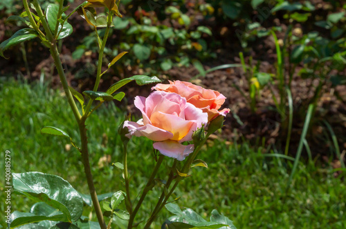 Rose Belle Symphonie Pink and orange roses in the park garden close up view