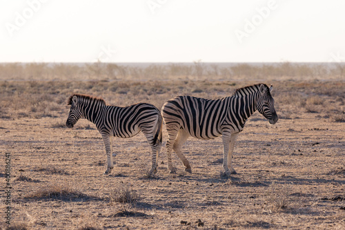 Etosha, Namibia, June 18, 2019: Two zebras stand back to back in the middle of the desert, bush in the background in the haze © Mitya Sidor
