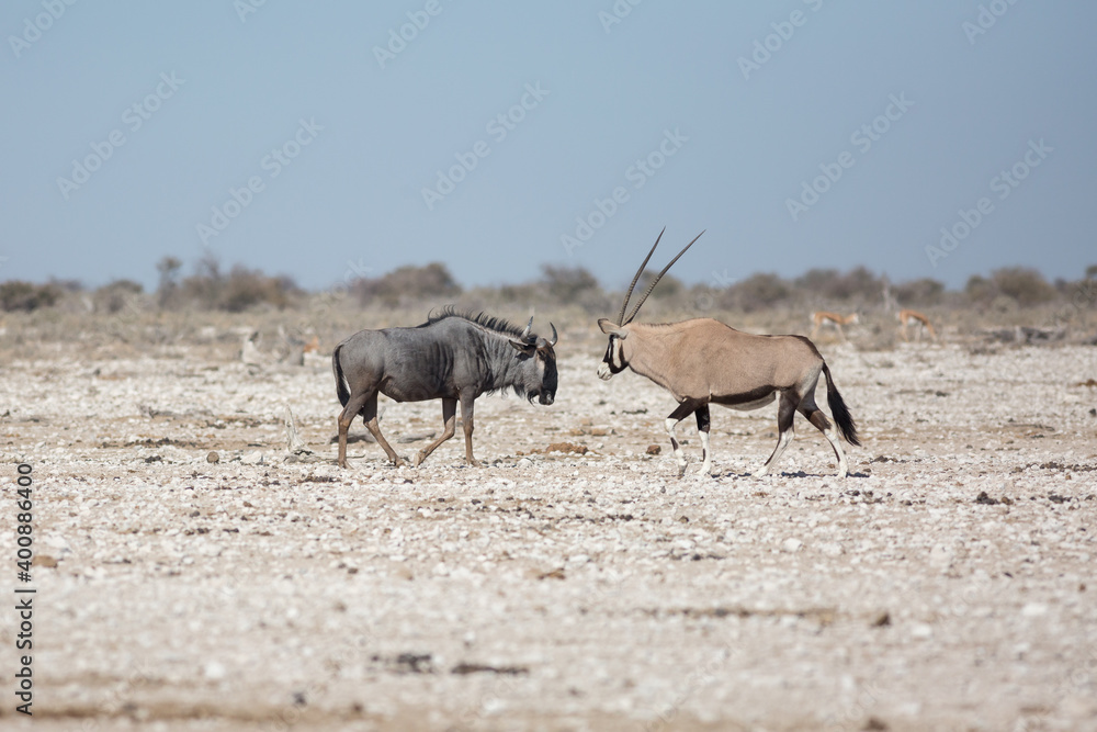 Etosha, Namibia, June 19, 2019: Blue wildebeest and oryx stand and stare at each other Etosha, Namibia, June 19, 2019: Blue wildebeest and oryx stand and stare at each other