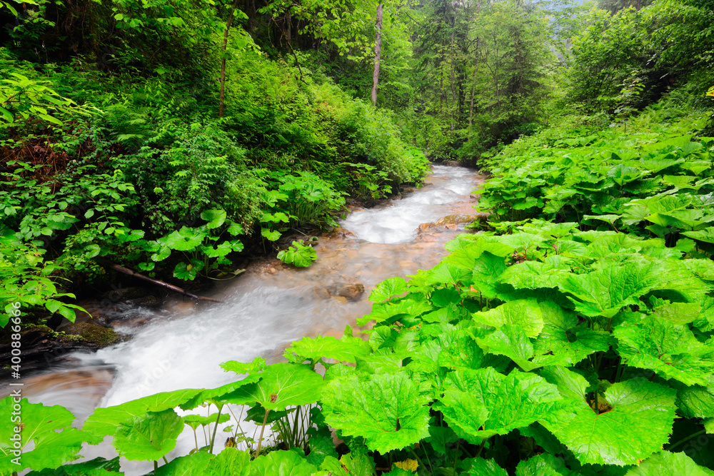 Ukraine, Zakarpattia, Rakhiv district, Carpathians, Stream in forest Ukraine, Zakarpattia, Rakhiv district, Carpathians, Stream in forest