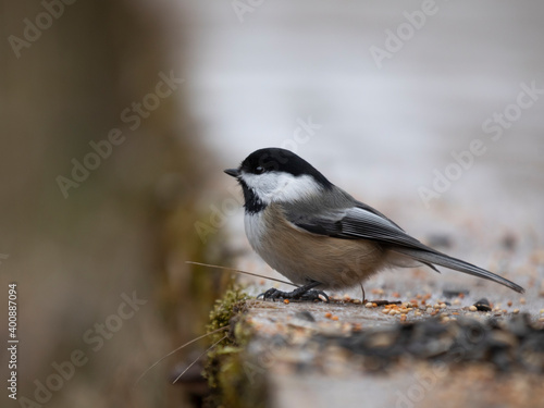 Photo of an adult chickadee sitting in a pile of bird seeds