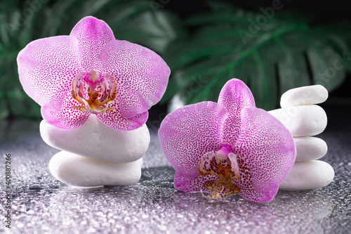 Beautiful lilac orchid flowers and stack of white stones with monstera leaves on black background