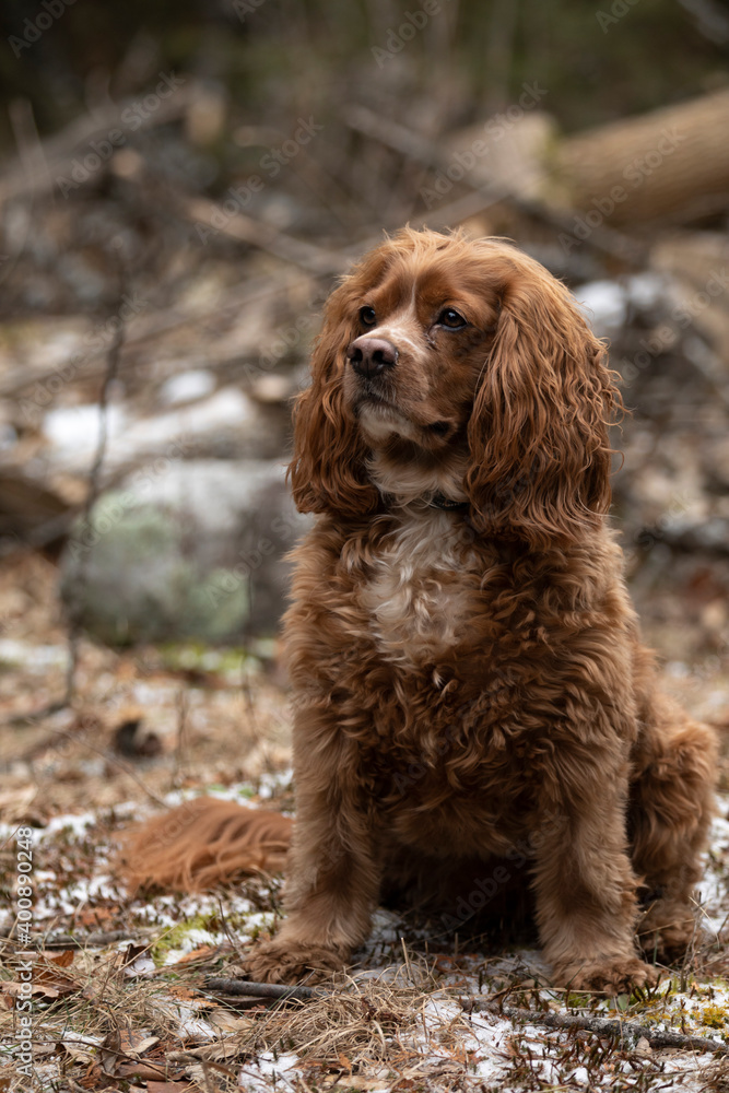 Portrait of a cocker spaniel dog sitting in a forested area Portrait of a cocker spaniel dog sitting in a forested area