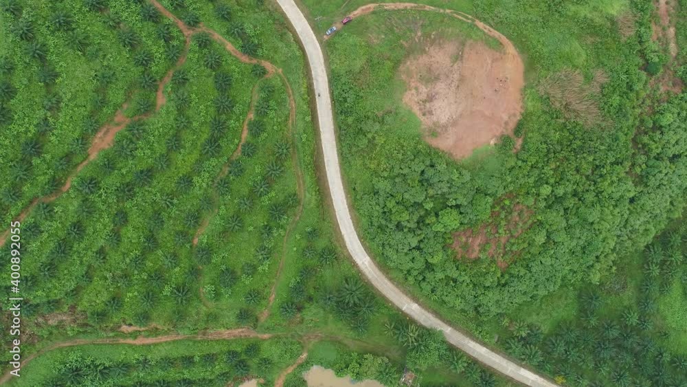 Drone Aerial view Top down or top view of palm trees oil plantation and tropical rainforest, Industrial power nature green energy concept Drone Aerial view Top down or top view of palm trees oil plantation and tropical rainforest, Industrial power nature green energy concept