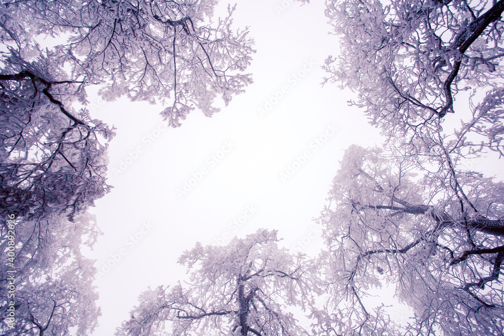 Winter tree in hoarfrost