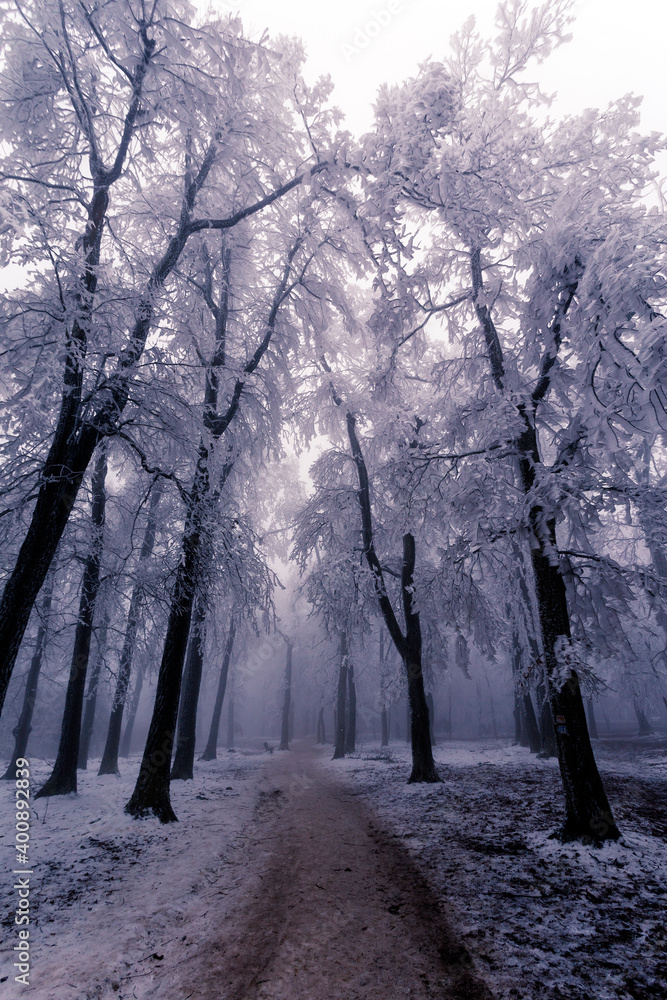 Trees in hoarfrost, winter snowy white landscape