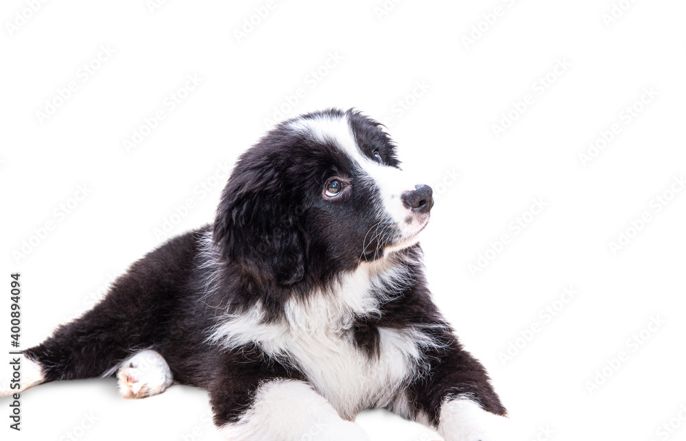 Cute black dog on a white background. Border Collie puppy, purebred dog, the smartest dog in the world.