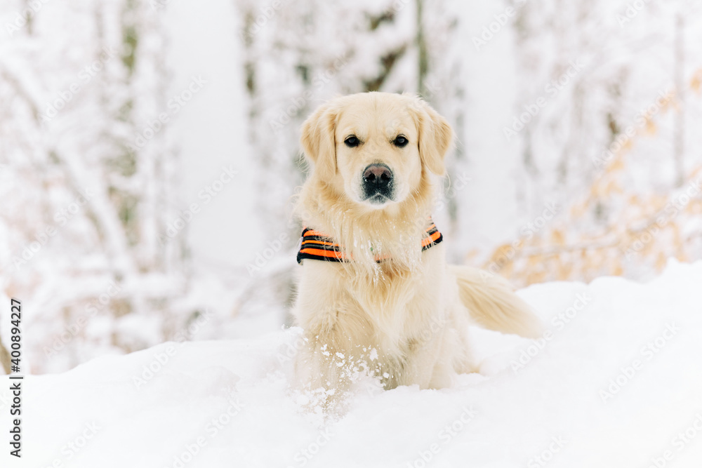 English Cream Golden Retriever is having the time of his life after snowfall in Pittsburgh, Western Pennsylvania. Keep calm and have fun.