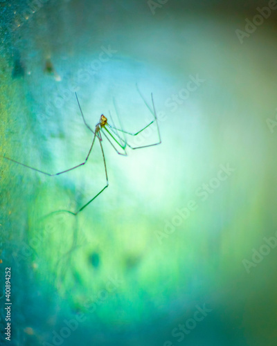 Wallpaper Mural spider on the web Torontodigital.ca