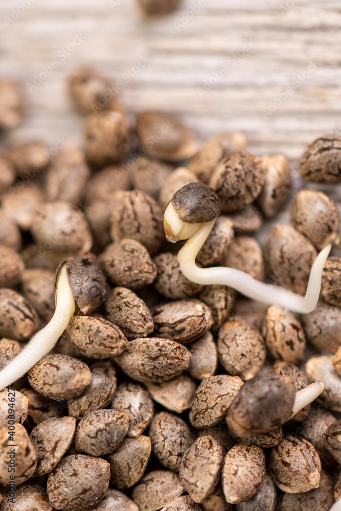 Obraz premium Cannabis hemp seeds ready for germination