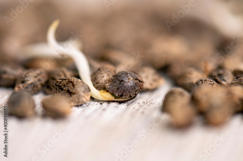 Cannabis hemp seeds ready for germination