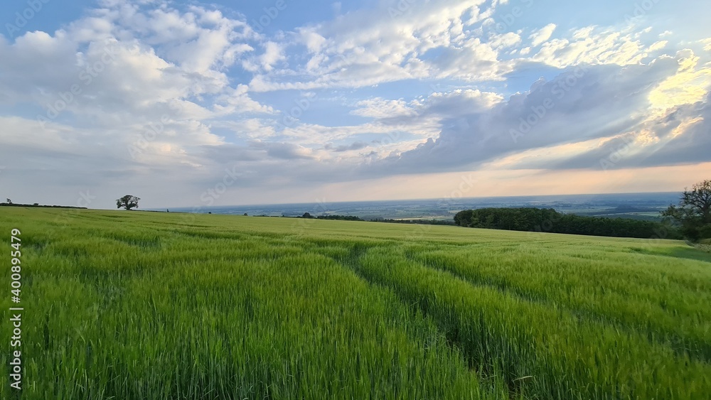 field and blue sky