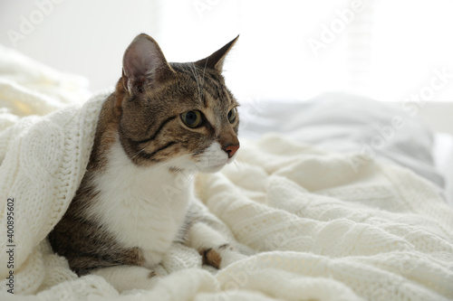 Adorable cat under plaid on bed at home
