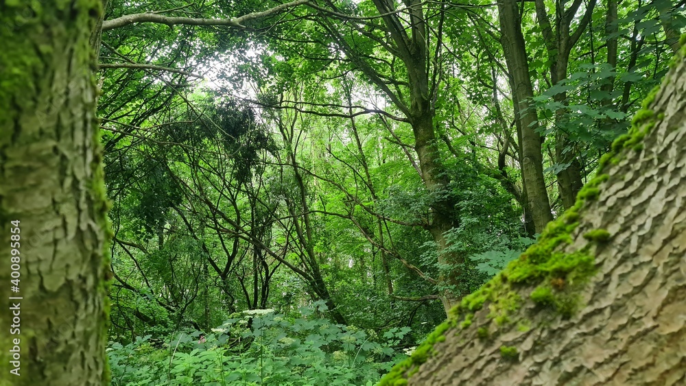 Forest Forest