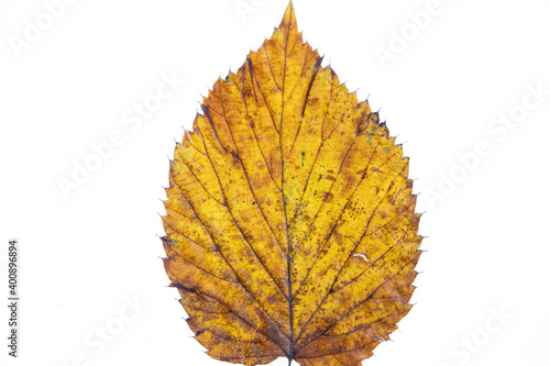 Red Alder leaf (Alnus rubra) in fall colors