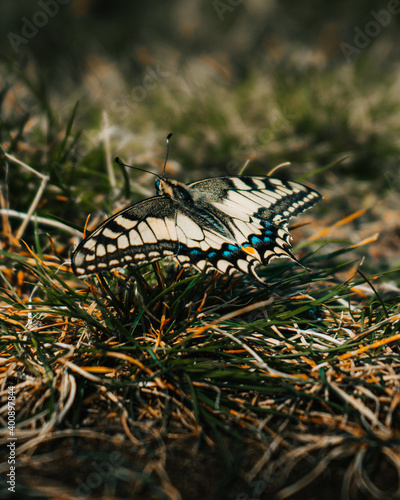 Butterfly at the ground