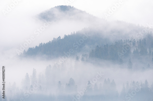 Fog above pine forests. Misty morning view in wet mountain area. Detail of dense pine forest, High Key Photo.