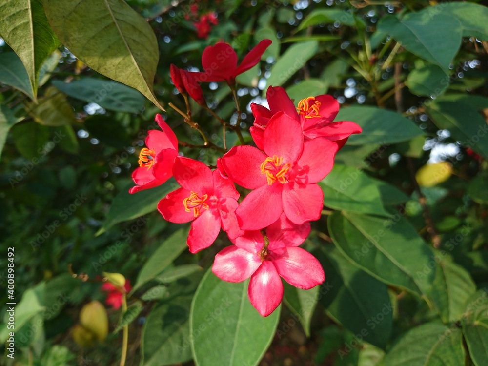 A bunch of beautiful tiny red flowers on a green background A bunch of beautiful tiny red flowers on a green background