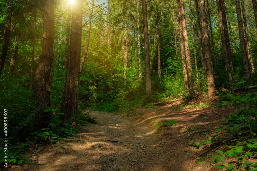 Fototapeta premium majestic forest sunny yellow light morning peaceful spring season time scenic environment space fo green foliage silence and high trees in Carpathian mountains region Western Ukraine