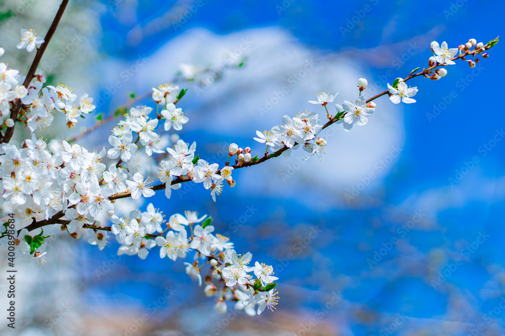 spring blossom season day time white flowers on tree branches garden scenic view with vivid blue sky background