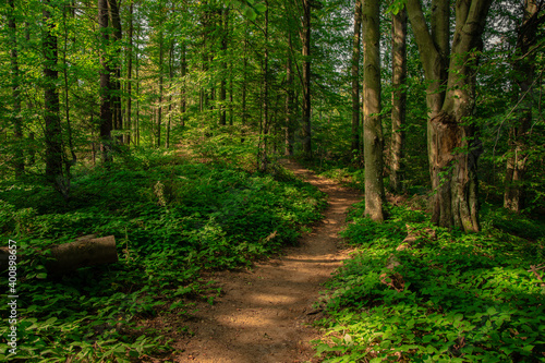 majestic forest idyllic nature environment space scenic view of green foliage everywhere and dirt trail touristic path way through beautiful place