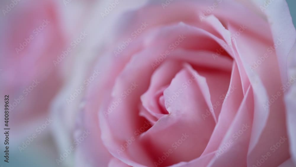 Selective focus Softly Pink Rose flower on Rose garden background, Close up shot pink roses flowers valentine concept. Selective focus Softly Pink Rose flower on Rose garden background, Close up shot pink roses flowers valentine concept.