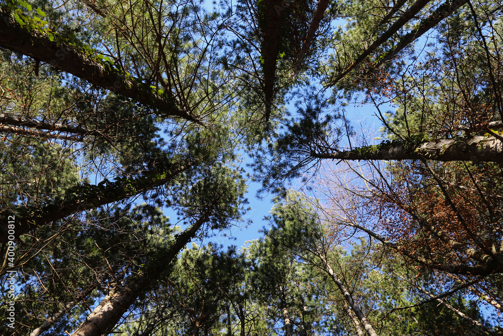 trees and sky trees and sky