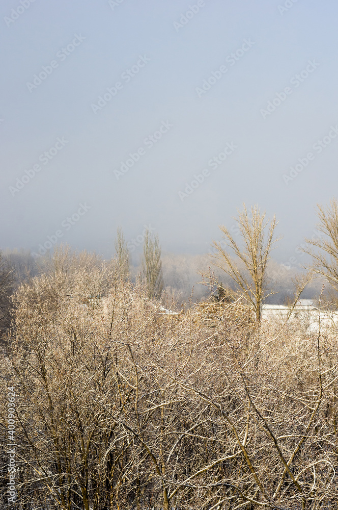 Winter urban frosty landscape - snow covered trees on foggy background Winter urban frosty landscape - snow covered trees on foggy background