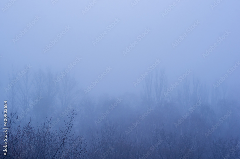 Winter urban frosty landscape - snow covered trees on foggy background Winter urban frosty landscape - snow covered trees on foggy background