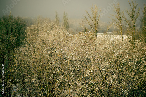 Winter urban frosty landscape - snow covered trees on foggy background