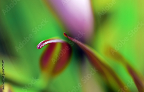 Tropical highly detailed macro soft focus ikebana inspired concept minimal plant stems and leaves in the sunlight.