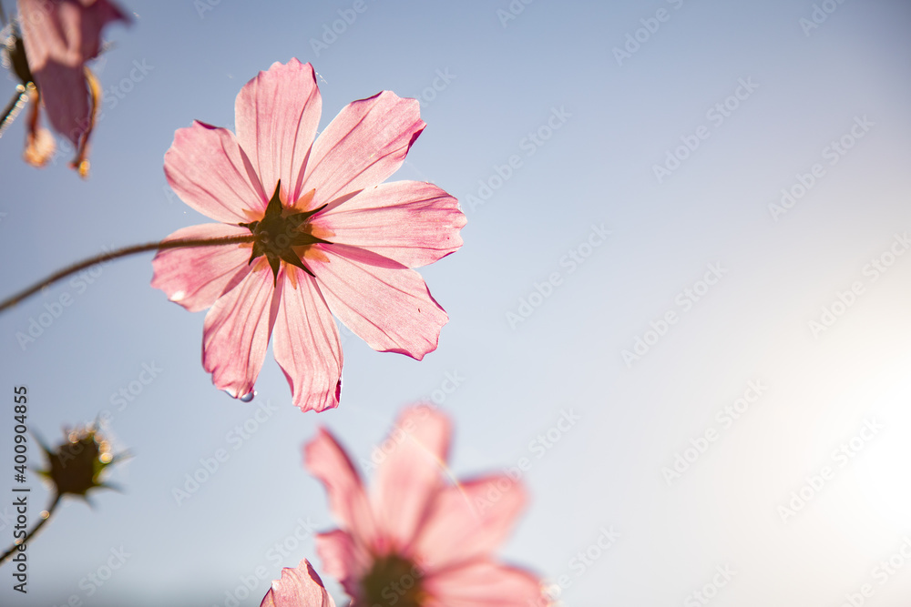 Close up of the Colorful Cosmos flowers in the morning with sunrise