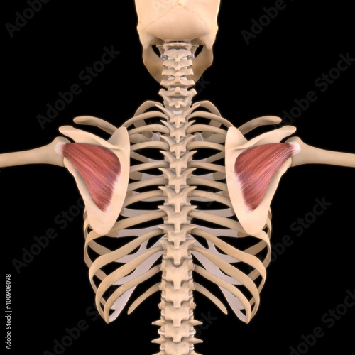 Infraspinatus Muscle Anatomy For Medical Concept 3D Illustration photo