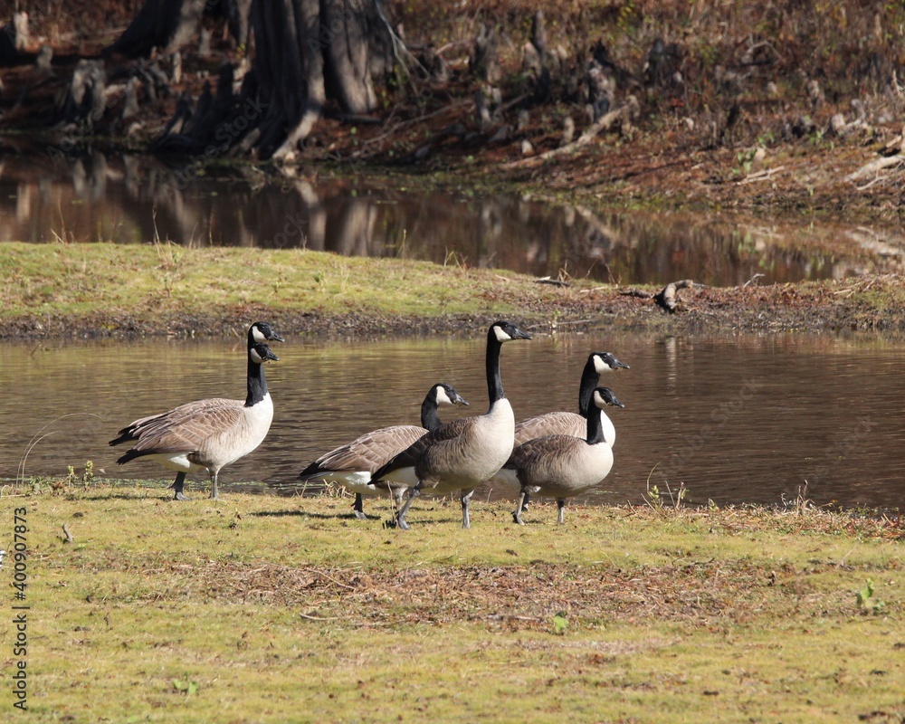 Canadian Geese Feeding Near the Water's Edge on the Toledo Bend Reservoir in Louisiana Canadian Geese Feeding Near the Water's Edge on the Toledo Bend Reservoir in Louisiana